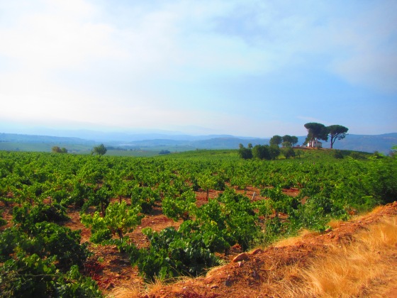 Vineyards upon vineyards